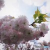 君の名は～ⅳ