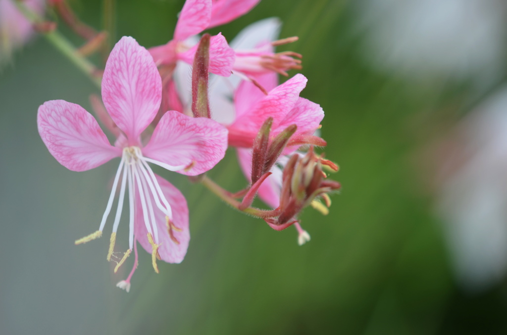 水無月花ー３