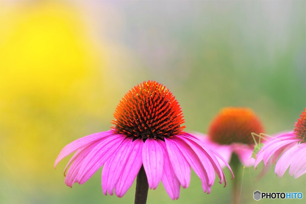 紫馬簾菊