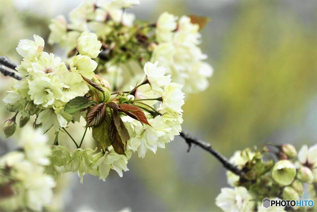 汐入八重桜 鬱金