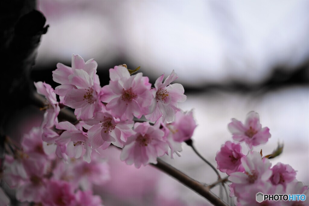 桜便り～li