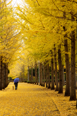 秋彩の散歩道