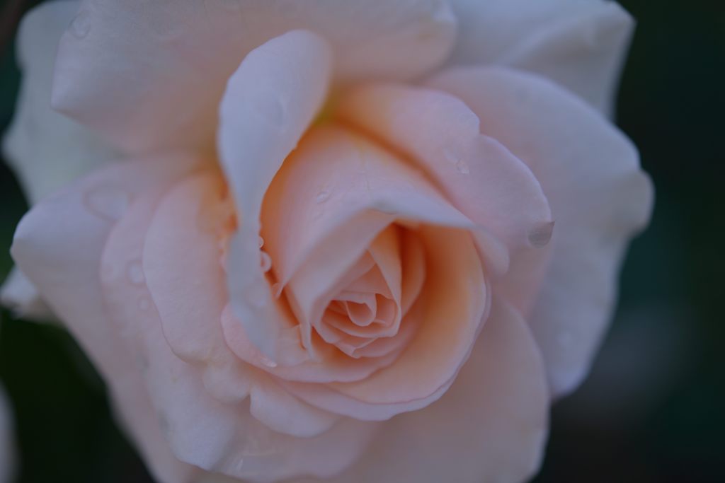 薔薇色の涙