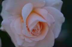 薔薇色の涙