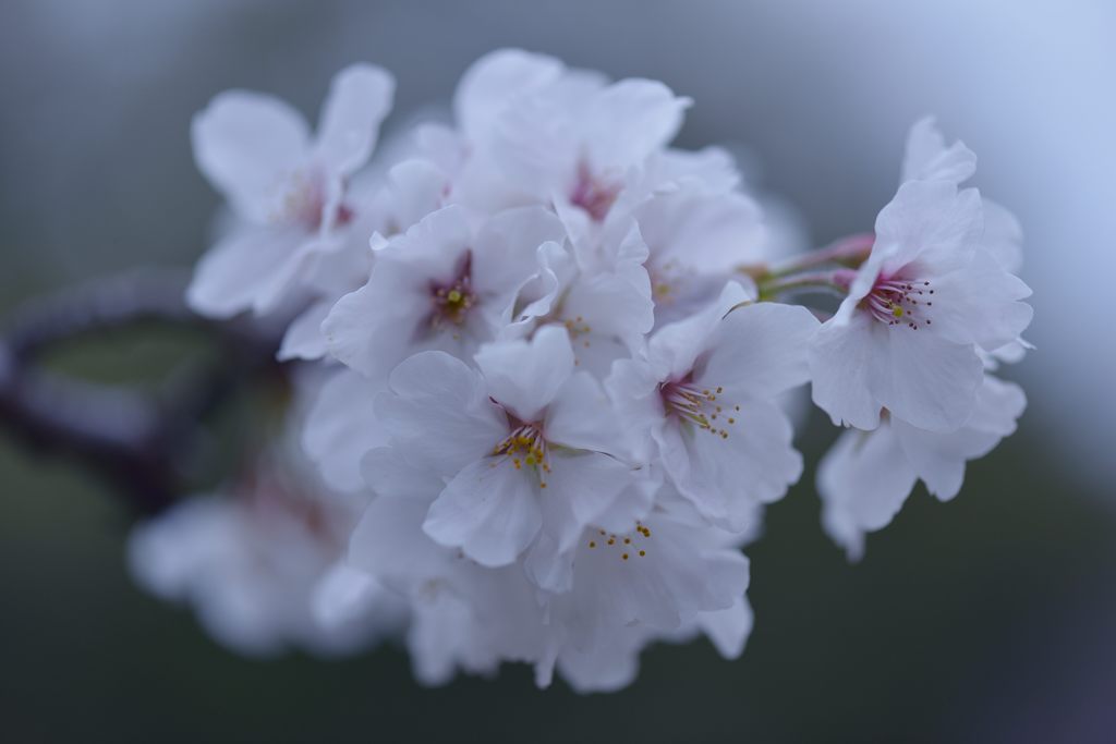 夢見草
