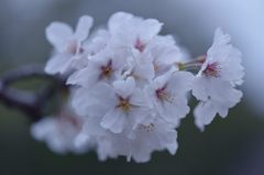夢見草