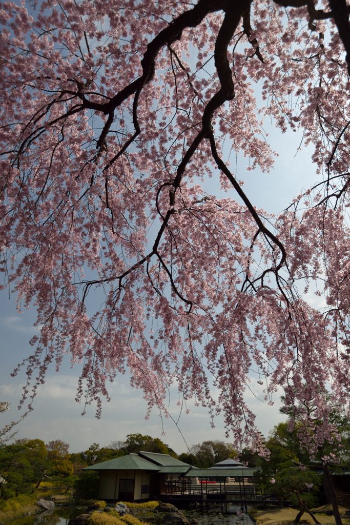 桜映え