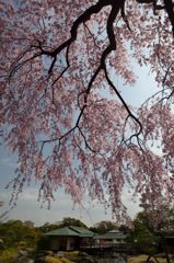 桜映え