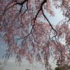 桜映え
