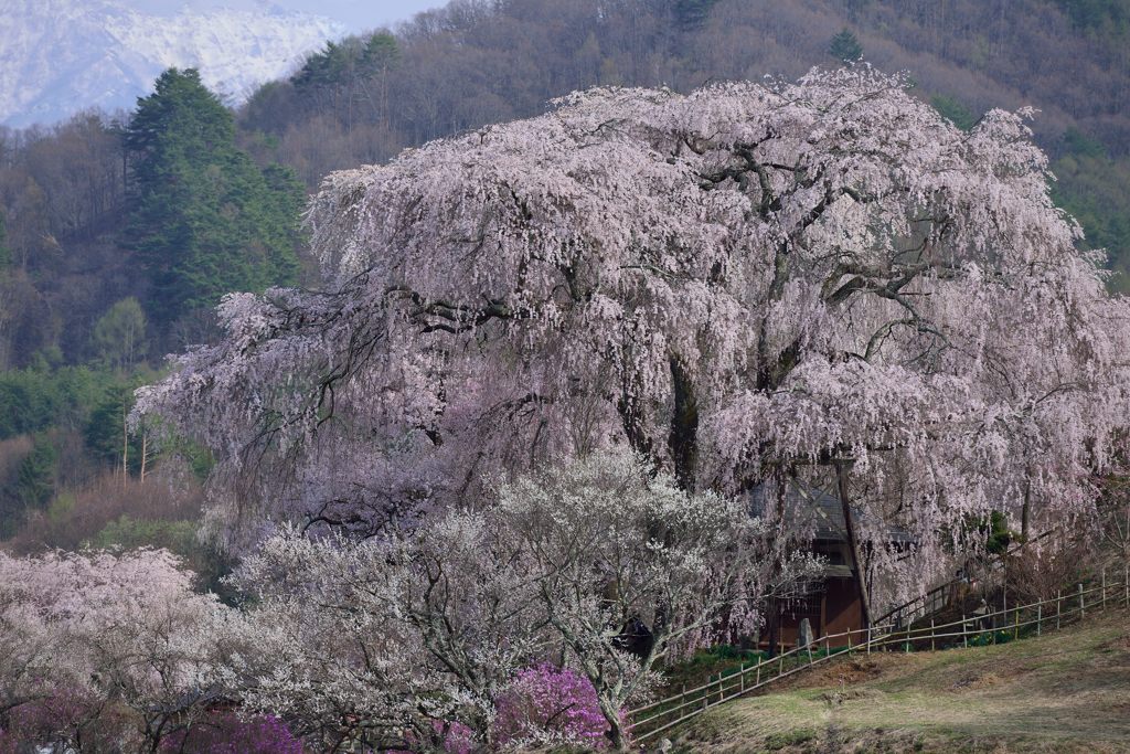 桜のある情景