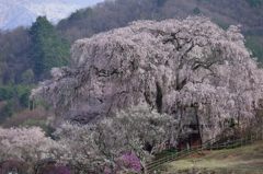 桜のある情景