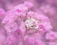 薔薇色にときめいて