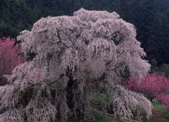 滝桜