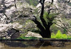 悠久の刻(とき)を経て
