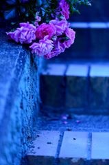 名残りの薔薇