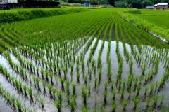 田植え
