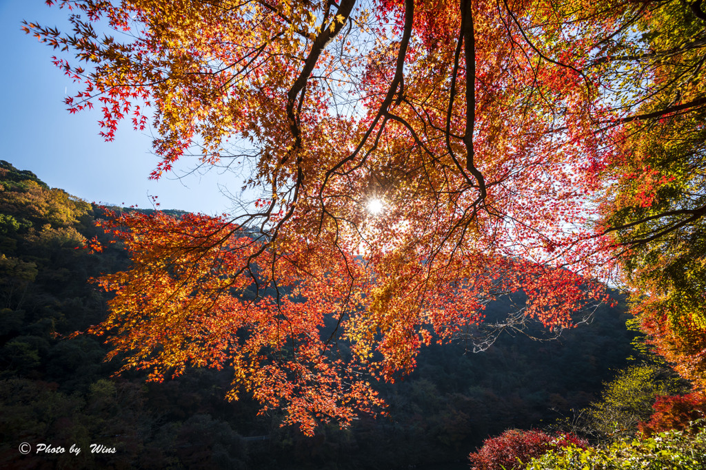 紅葉煌めく