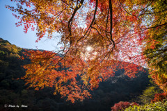 紅葉煌めく