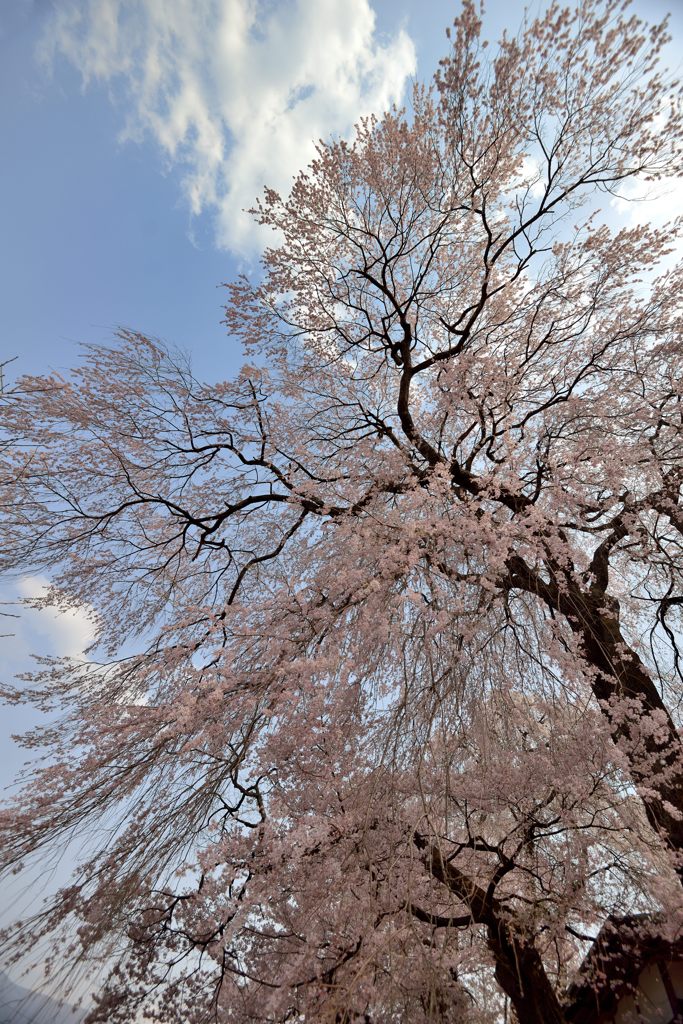 桜舞