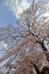 桜舞