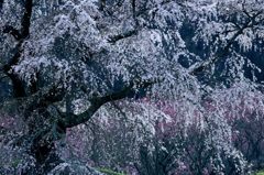 霜降り桜