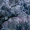 霜降り桜