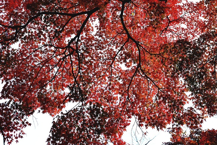 燃秋