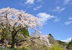 青空に咲く！