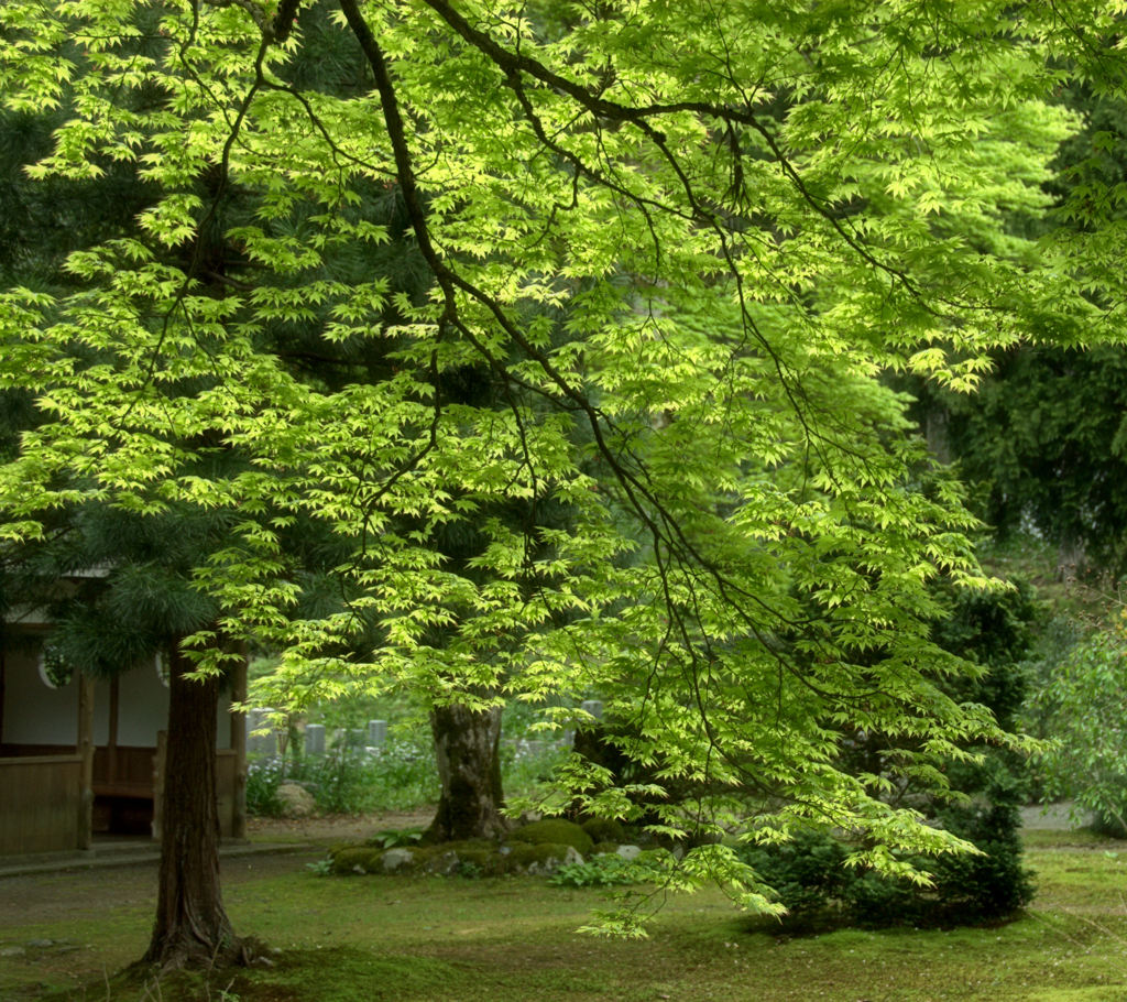 新緑燃ゆる②