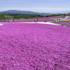 芝桜の丘