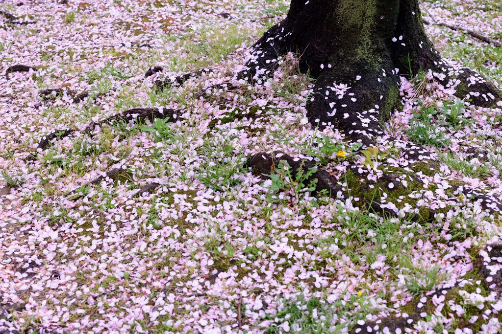 花散らし