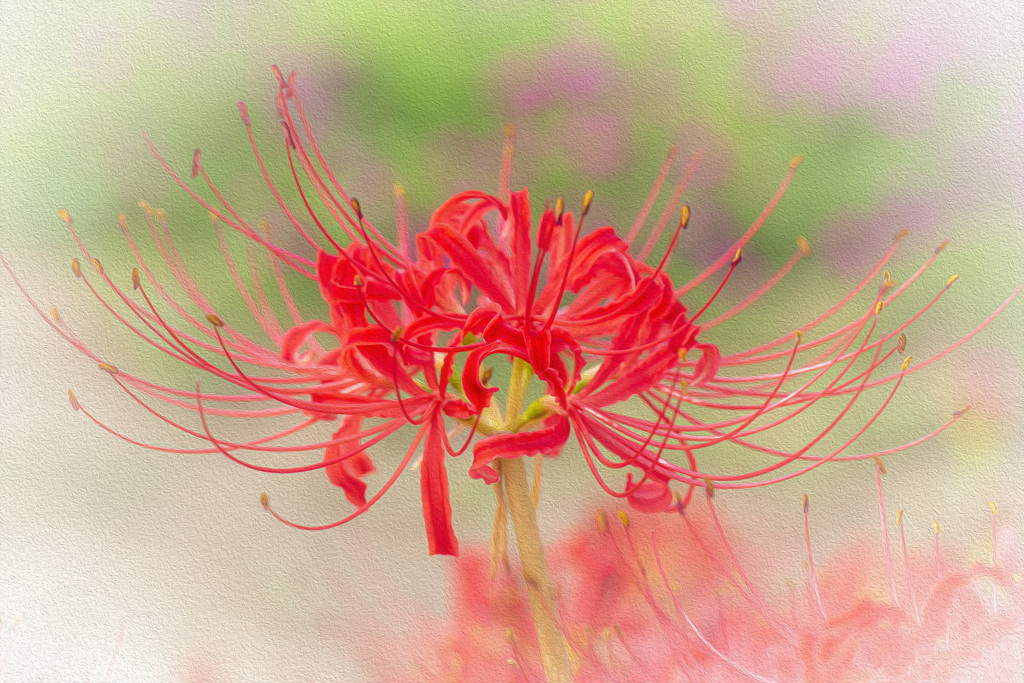 曼珠沙華