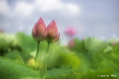 まだ蕾