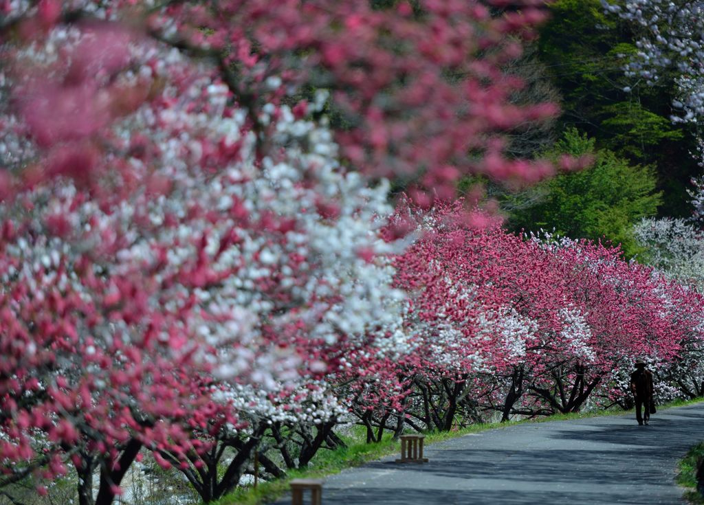 花桃の散歩道