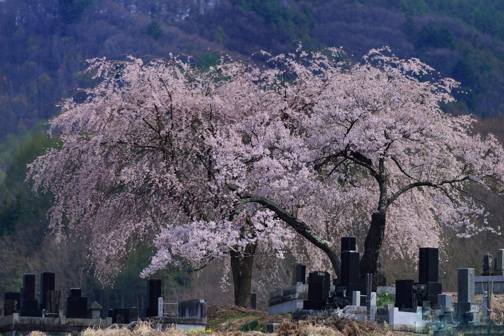 墓守桜