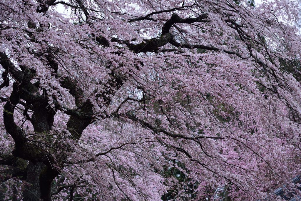 春のさざなみ