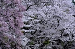 雪桜