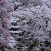 雪桜