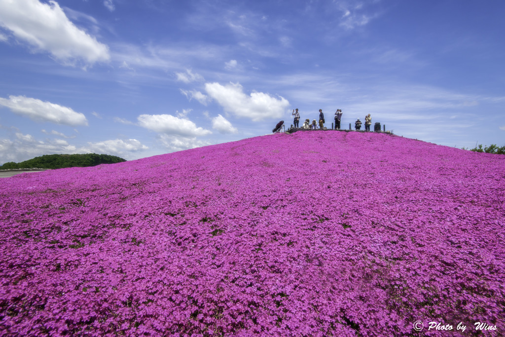芝桜の丘Ⅱ