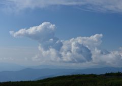 Animal Cloud