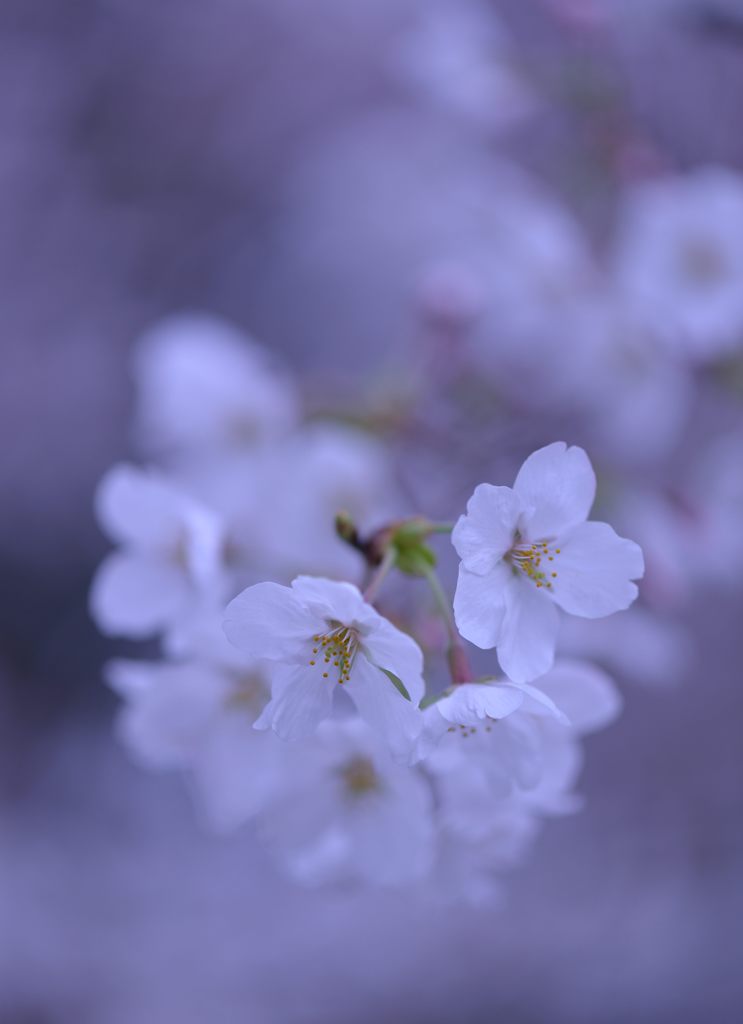 桜 幻想
