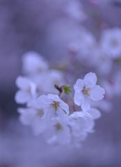桜 幻想