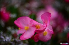 花風船