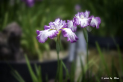 梅雨花