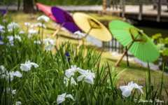 梅雨空に咲くⅢ