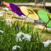 梅雨空に咲くⅢ