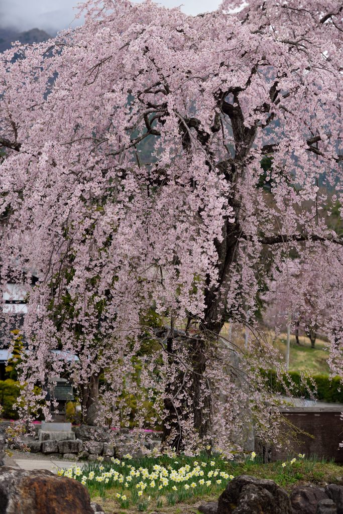 桜美人