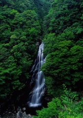 緑を纏う
