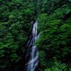 緑を纏う