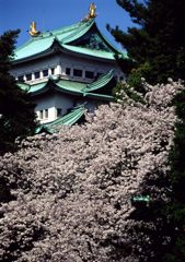 金シャチも花見かな
